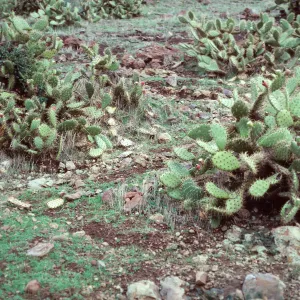 sheep damage w/Opuntia littoralis, left - canyon across Central Valley from West end of Bosque Mano, Santa Cruz Island