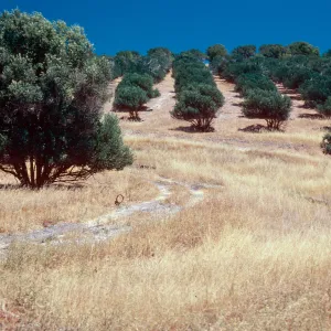 olive orchard at Smugglers Cove, Santa Cruz Island