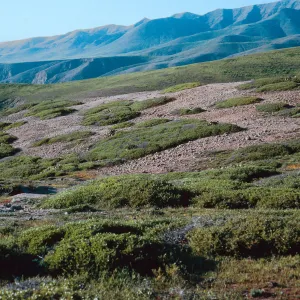 prostrate Quercus, looking North, ridge North of Sauces Canyon, Santa Cruz Island
