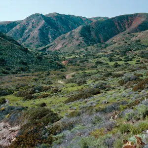 Coastal Sage Scrub, Coches Prietos, Santa Cruz Island