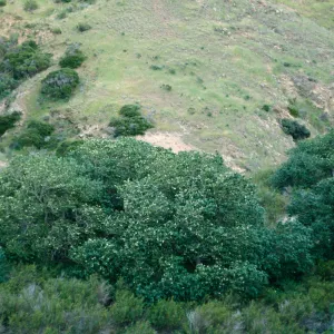 Populus trichocarpa, Alamos Canyon, Santa Cruz Island