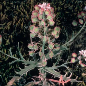 Thysanocarpus conchulifolius, Santa Cruz Island