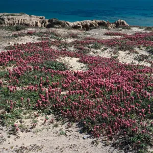 Orthocarpus purpurascens, near Point Flats, Santa Cruz Island