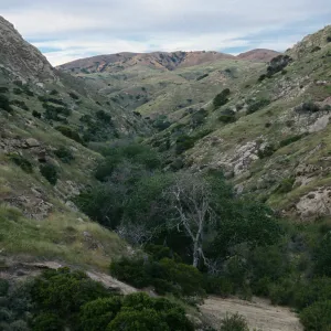 Populus trichocarpa, Alamos Canyon, Santa Cruz Island