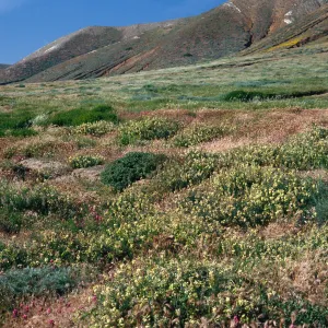 Astragalus trichopodus, near Point Flats, Santa Cruz Island