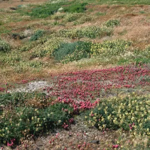 Orthocarpus purpurascens, Astraglus trichopodus, near Point Flats, Santa Cruz Island