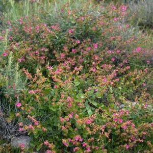 Mirabilis, bluffs, West of Coches Prietos, Santa Cruz Island