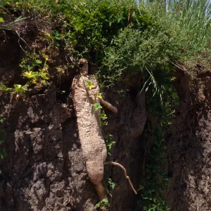 Marah root, Pozo Canyon, Santa Cruz Island