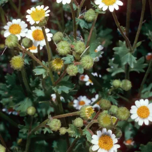 Perityle emoryi, Willows Beach, Santa Cruz Island