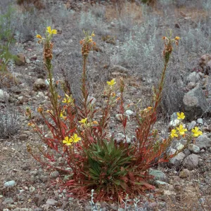 Oenothera hookeri, Cañada Del Puerte, Santa Cruz Island