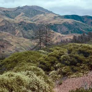 Adenostoma, Christy Pines, South Ridge Road, Santa Cruz Island