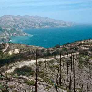 China Pines, after fire of December, 1994, Santa Cruz Island