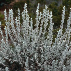Castilleja hololeuca, SC-2751, Christy Pines, Santa Cruz Island