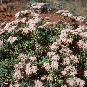Eriogonum arborescens, Islay Canyon Road, Santa Cruz Island