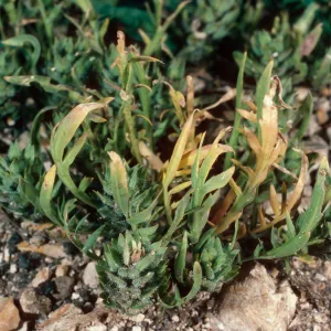 Lepidium latipes, Navy Road, just East of road from airport, Santa Cruz Island