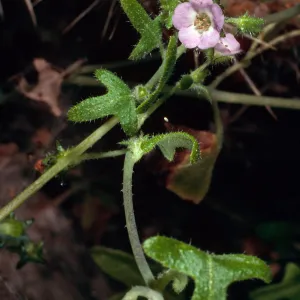 Pholistoma racemosum, SC-411, mouth of Olsen’s Cave, Santa Cruz Island