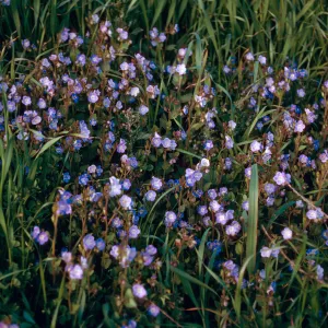 Phacelia viscida, SC-3088, road to Î”John, Santa Cruz Island
