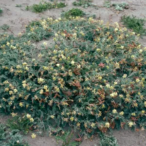Astragalus miguelensis, cove, North of Forneys, Santa Cruz Island