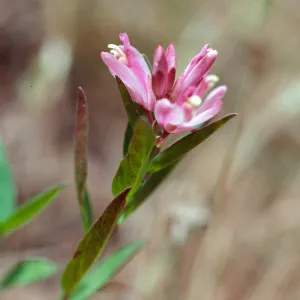 Polygala californica, Christy Pines, Santa Cruz Island