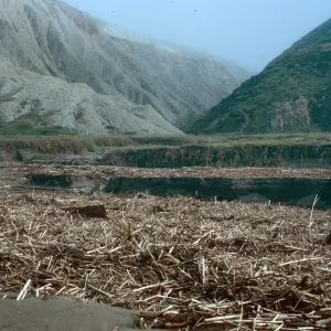 Fennel washed up on Christy Beach after storms, Santa Cruz Island