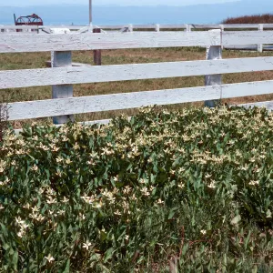 Anemopsis, Prisoners Harbor, Santa Cruz Island