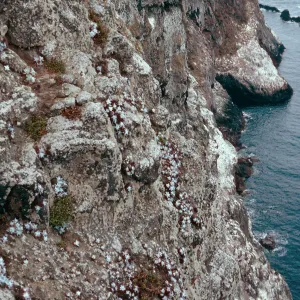 Dudleya greenei, slopes, East of West Point, Santa Cruz Island