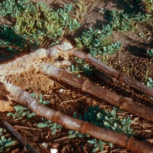 Arundo donax rootstocks, mouth of Christy Canyon, Santa Cruz Island