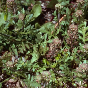Lepidium oblongum, SC-2158, Santa Cruz Island