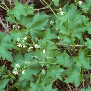 Marah, East of Valley Anchorage, Santa Cruz Island