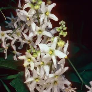 Marah macrocarpus, West of Prisoners Harbor, Santa Cruz Island