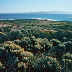 Castilleja hololeuca, above Cardwell Point, San Miguel Island