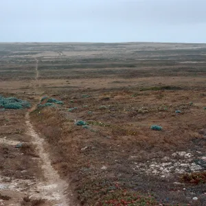 trail between NOAA Research Station & dry lake, San Miguel Island