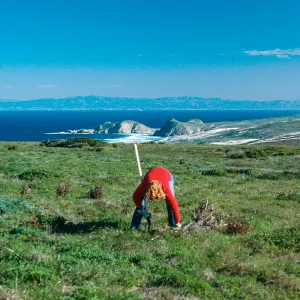 Ronie Clark, Erechtites area, West of Green Mountain, San Miguel Island