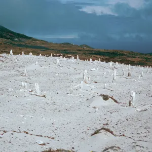 Caliche Forest, West of San Miguel Peak, San Miguel Island