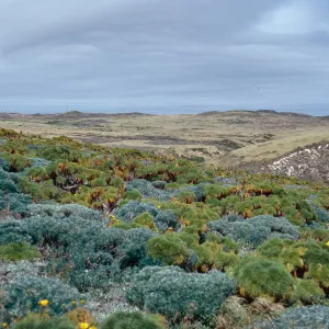 terrace community, looking West, just North of Cabrillo Monument, San Miguel Island