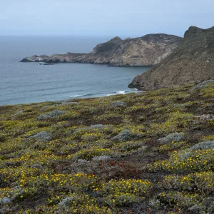 Malacothrix incana, Harris & Lester Points , San Miguel Island