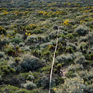 transect, San Miguel Island