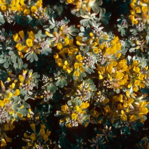 Lotus dendroideus veatchii, near Dry Lake, San MIguel Island
