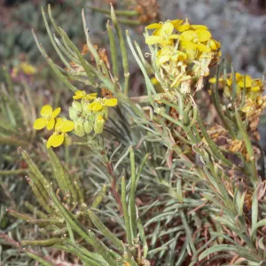 Erysium insulare, Cuyler Harbor, San Miguel Island
