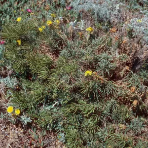 Erysium insulare, Cuyler Harbor, San MIguel Island