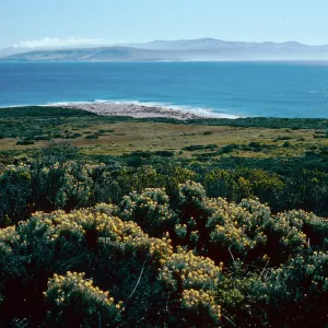 Castilleja hololeuca, above Cardwell Point, San Miguel Island