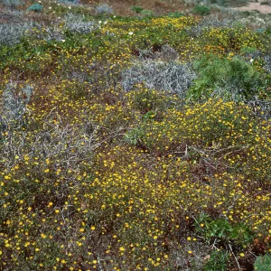 Malacothrix polycephala, West of NAVFAC, North side, San Nicolas Island