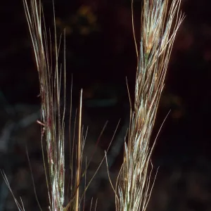 Achnatherum diegoense, base of NAVFAC grade, San Nicolas Island