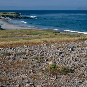 Dudleya greenei F. nana habitat, East Point, Santa Rosa Island