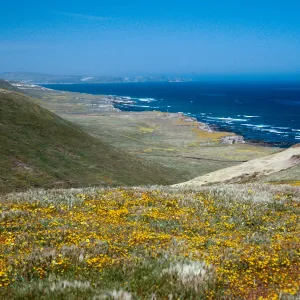 Lasthenia, coastline near Jaw Gulch, Santa Rosa Island