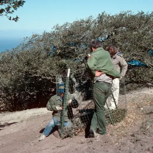 Oak exclosures, Black Mountain, Santa Rosa Island