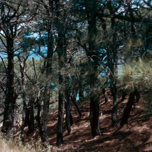 Torrey Pines, Santa Rosa Island