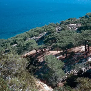 Torrey Pines, Beechers Bay, Santa Rosa Island