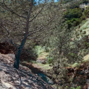Torrey Pines, Beechers Bay, Santa Rosa Island