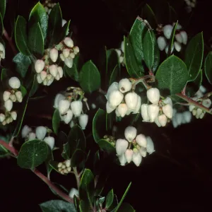 Arctostaphylos (Manzanita), Santa Barbara Botanic Garden